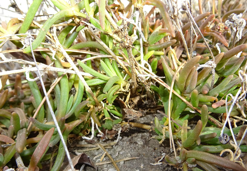 Aizoaceae: cfr. Delosperma cooperi